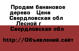 Продам банановое дерево › Цена ­ 800 - Свердловская обл., Лесной г.  »    . Свердловская обл.